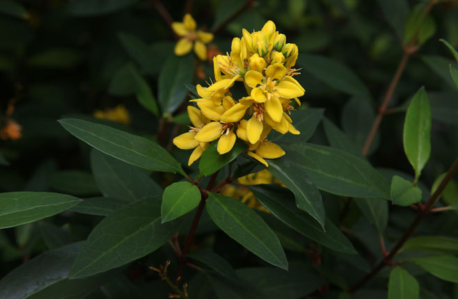 Galphimia glauca