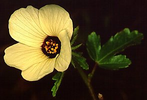 Hibiscus trionum
