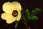 Hibiscus trionum