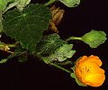 Abutilon sonneratianum