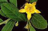 Grewia flava