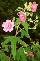 Anisodontea julii