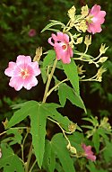 Anisodontea julii