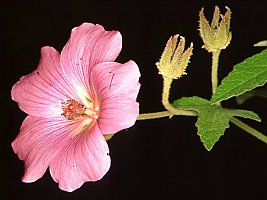 Anisodontea julii
