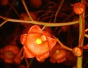 Brachychiton acerifolius (Australian Flame Tree)