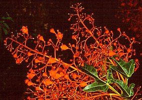 Brachychiton acerifolius (Australian Flame Tree)