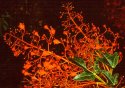 Brachychiton acerifolius (Australian Flame Tree)