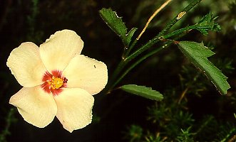 Hibiscus pusillus