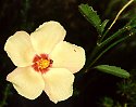 Hibiscus pusillus