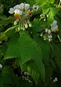 Sparrmannia africana
