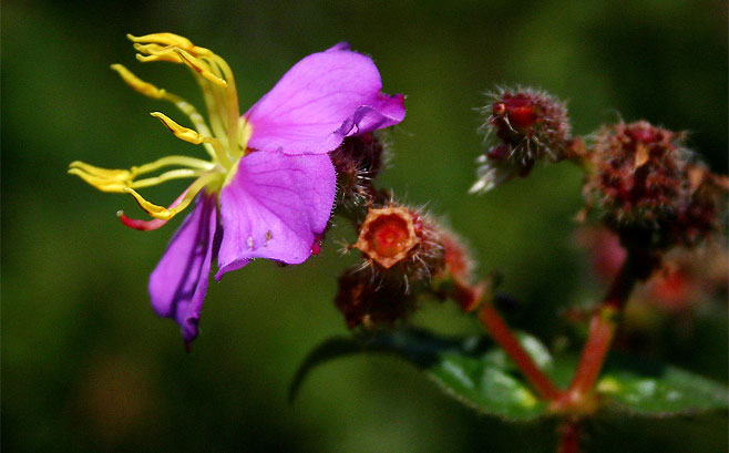 Antherotoma phaeotricha