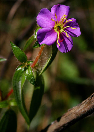 Antherotoma phaeotricha