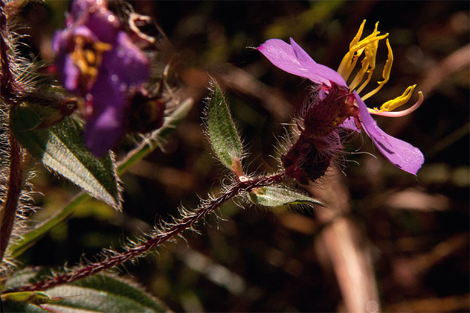 Antherotoma phaeotricha