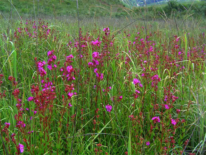 Heterotis canescens