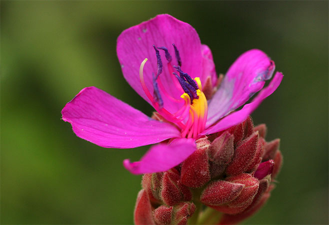 Heterotis canescens