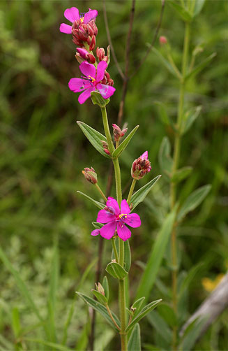 Heterotis canescens