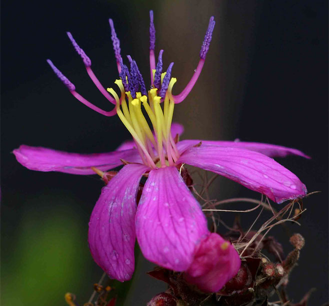 Heterorotis prostrata