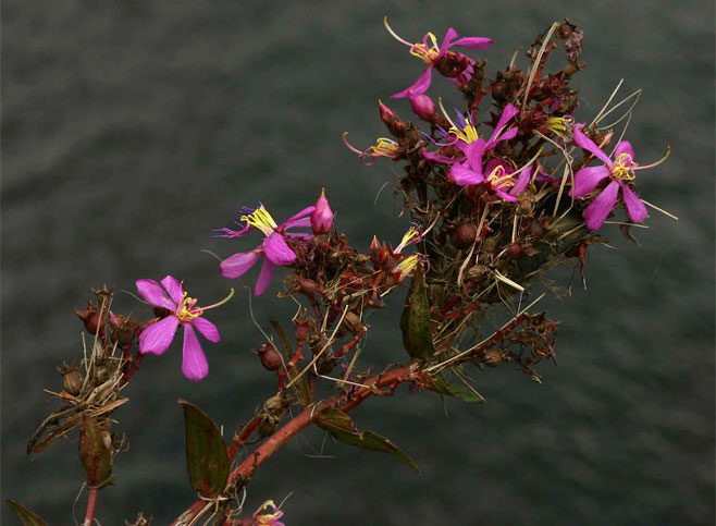 Heterorotis prostrata
