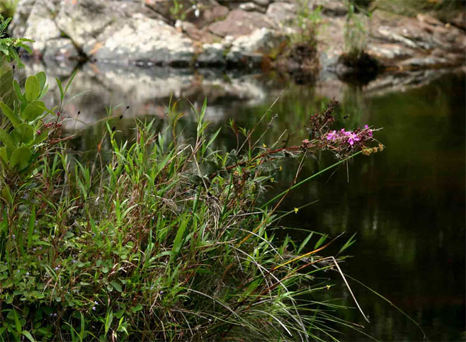 Heterorotis prostrata
