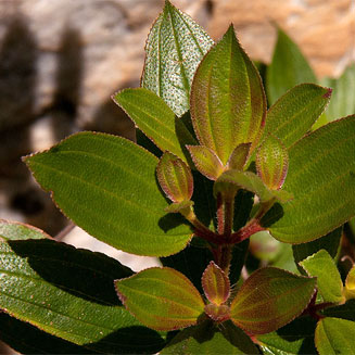 Dissotis swynnertonii