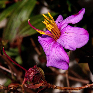 Dissotis swynnertonii