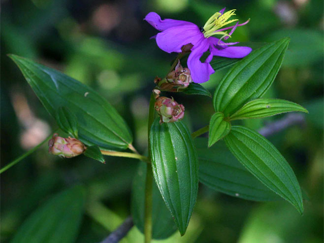 Melastomastrum segregatum