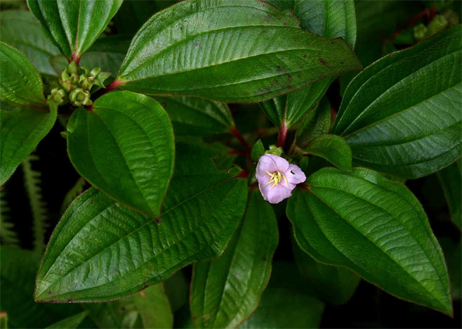 Tristemma mauritianum