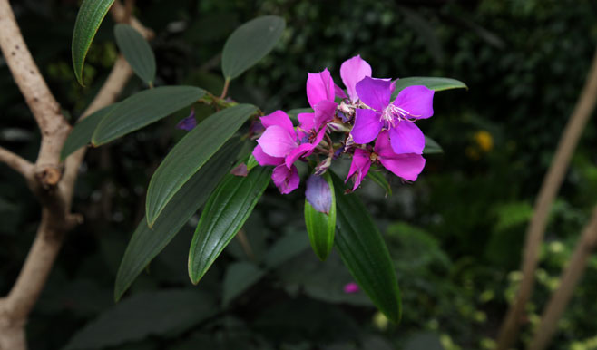 Tibouchina granulosa (Glory bush tree)