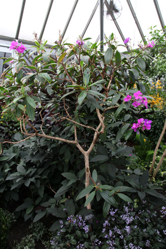 Tibouchina granulosa (Glory bush tree)
