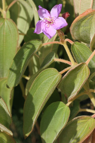 Dissotis princeps 