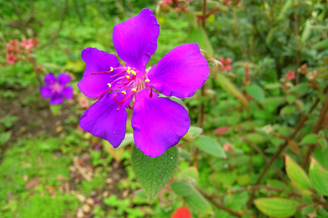 Tibouchina heteromalla