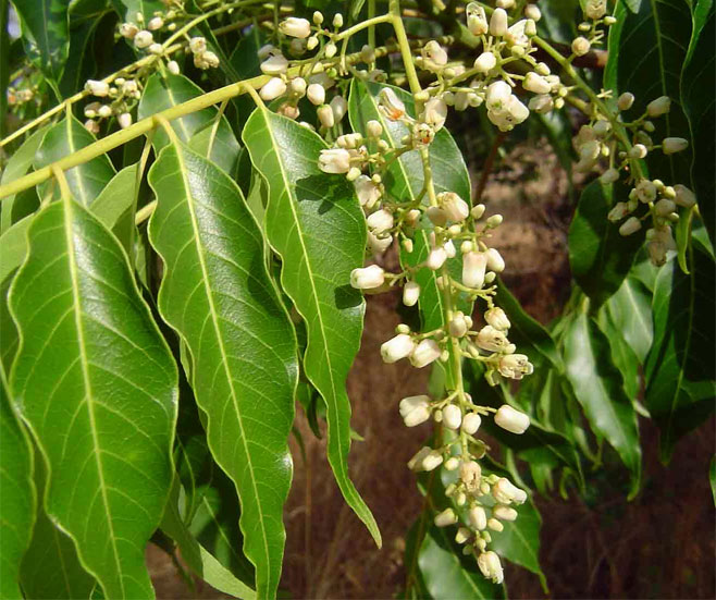 Toona ciliata