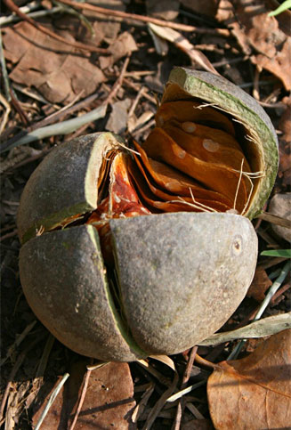 Khaya anthotheca