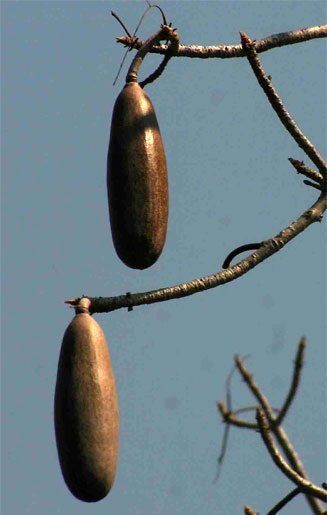 Entandrophragma caudatum
