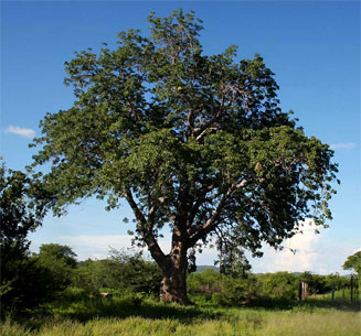 Entandrophragma caudatum