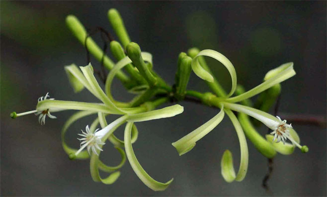 Turraea floribunda