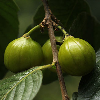 Turraea floribunda