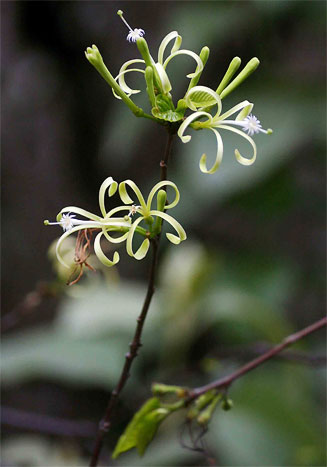 Turraea floribunda