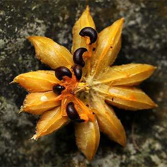 Turraea floribunda