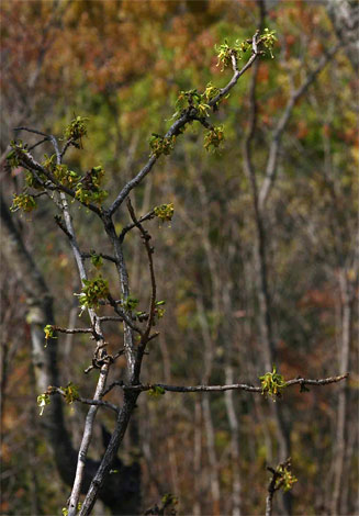 Turraea nilotica