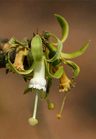 Turraea nilotica