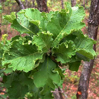 Turraea nilotica