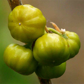 Turraea nilotica