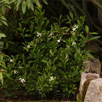 Turraea obtusifolia