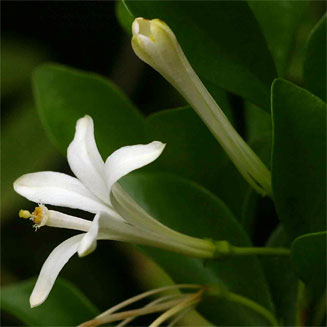 Turraea obtusifolia