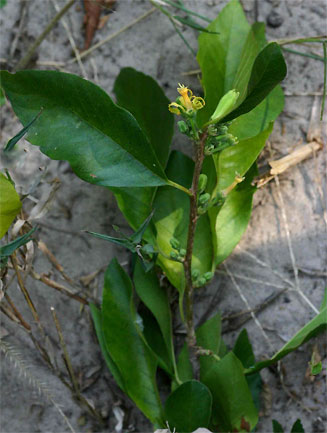 Turraea zambesica