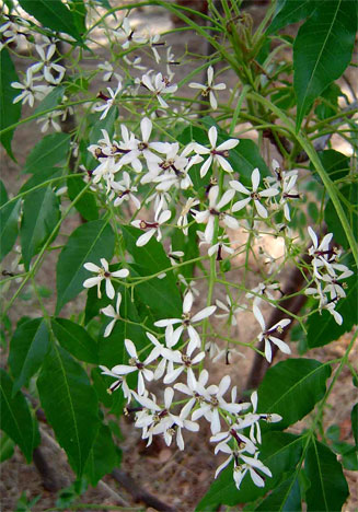 Melia azedarach (Seringa, Persian Lilac)