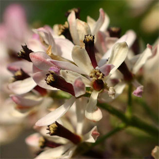 Melia azedarach (Seringa, Persian Lilac)