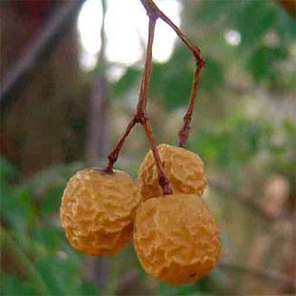 Melia azedarach (Seringa, Persian Lilac)