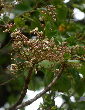 Ekebergia benguelensis 